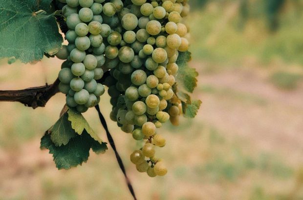 Grapes growing on a vine in Kakheti, Georgia