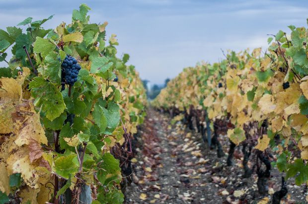 burgundy vines