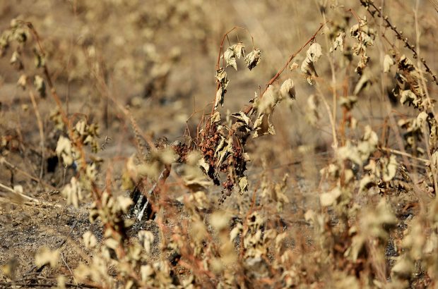 Chile wildfires affect wine producers