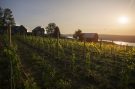 Riesling vineyards