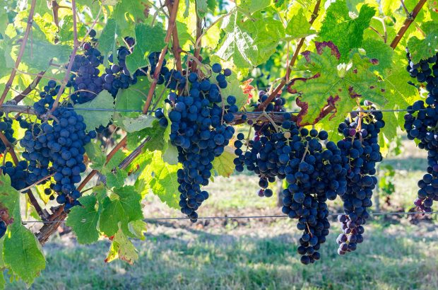 bordeaux wine grapes