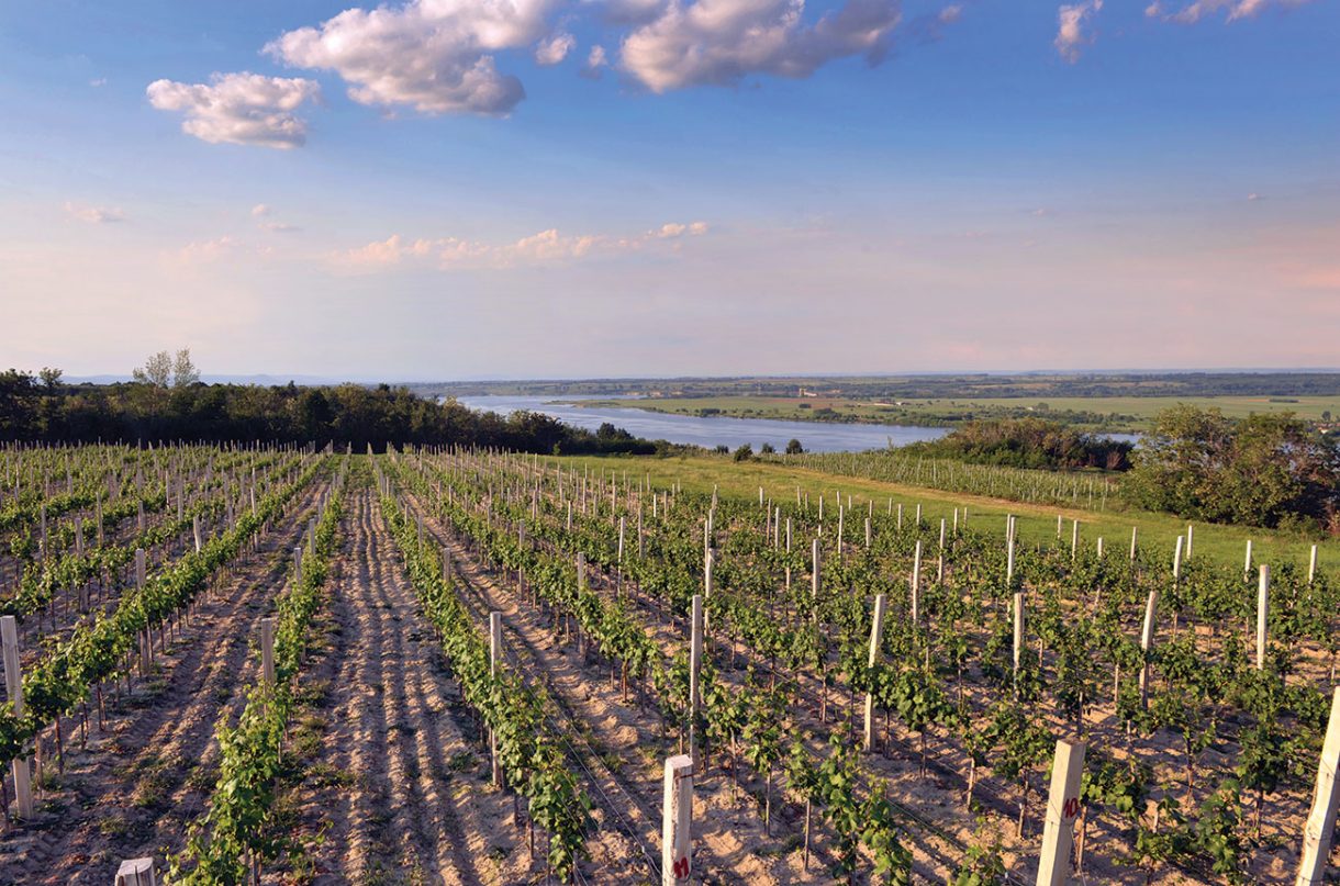 Around Serbia: Key wine regions to know - Decanter