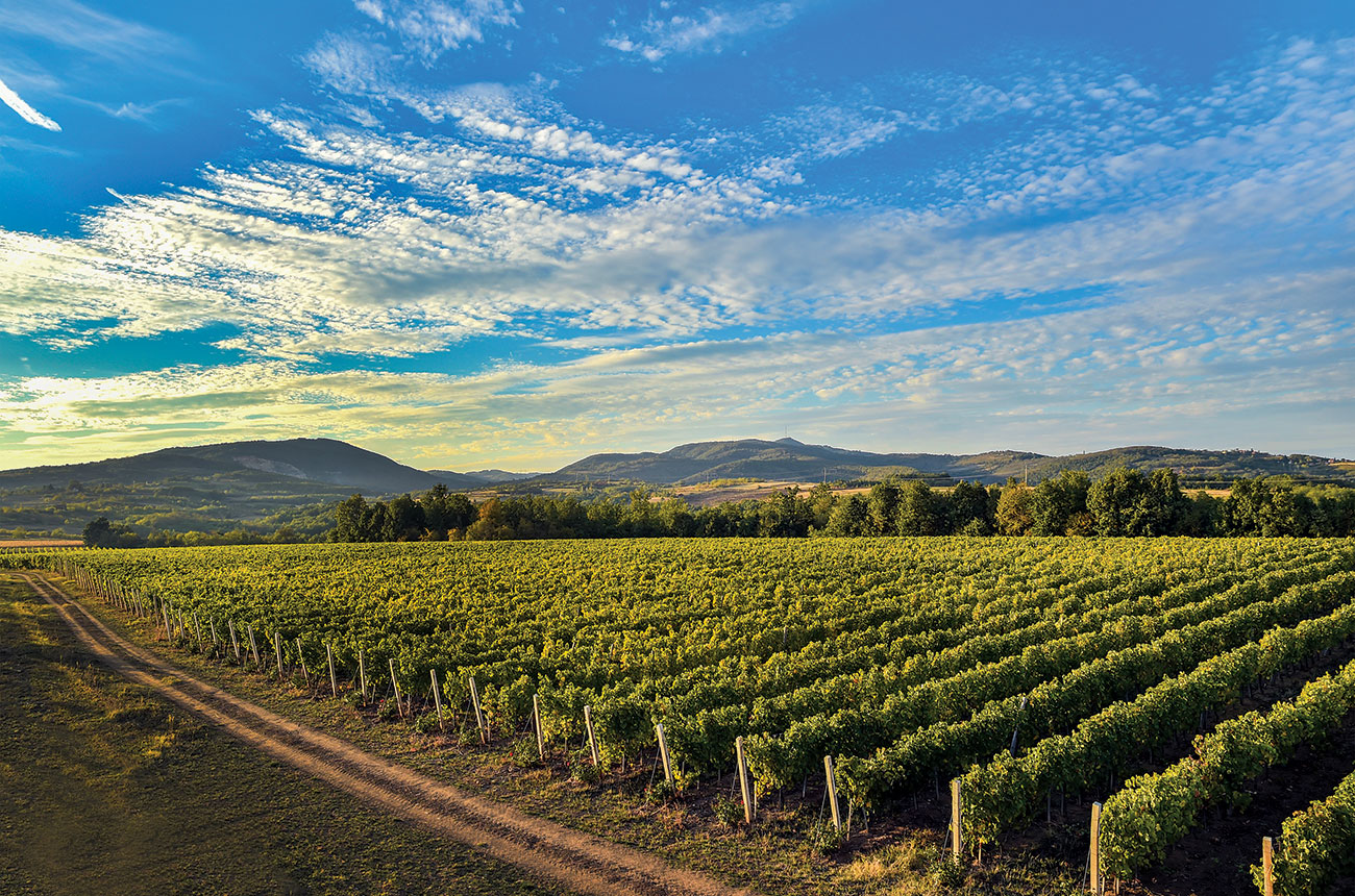 Serbia wines, Fruška Gora region