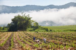 Sugarcane fields