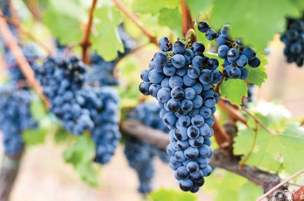 Prokupac grape variety in Serbia