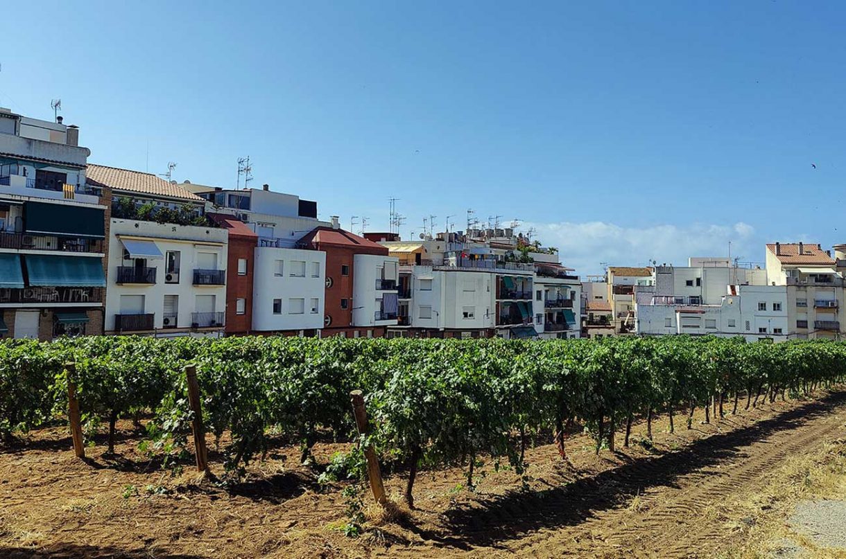 Spain’s urban vineyards Hidden corners in a vast wine land Decanter