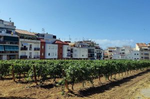 Vineyard of L’Hospital de Sitges, Catalunya