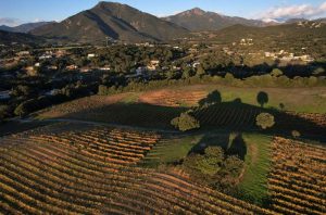 Vineyards near Ajaccio, Corsica.