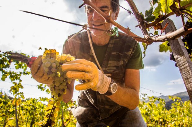 Monteraponi Trebbiano Toscano