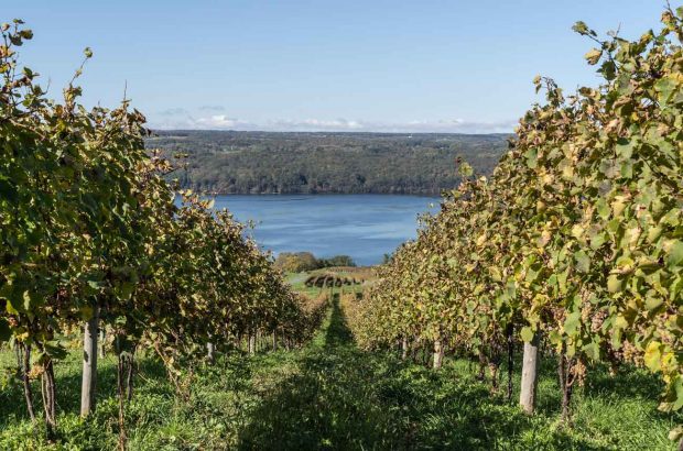 Seneca Lake with vineyard landscape