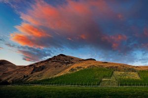 Sunset over the vineyards of Cayuse