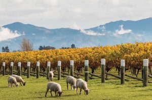 Regenerative viticulture