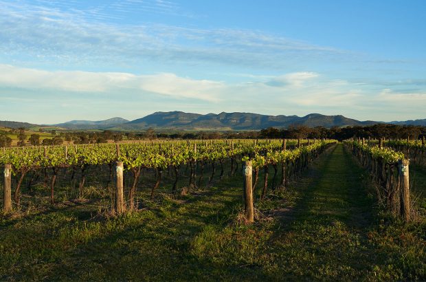 Australia Chardonnay wines
