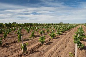 Vines in St Emilion, Bordeaux.