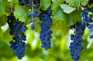 Shiraz grapes