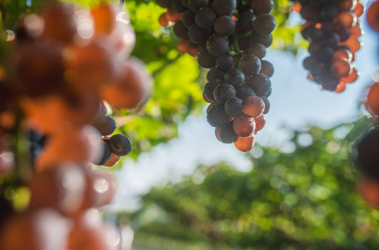 Mezzacorona – Sustainability as a way of being - Decanter