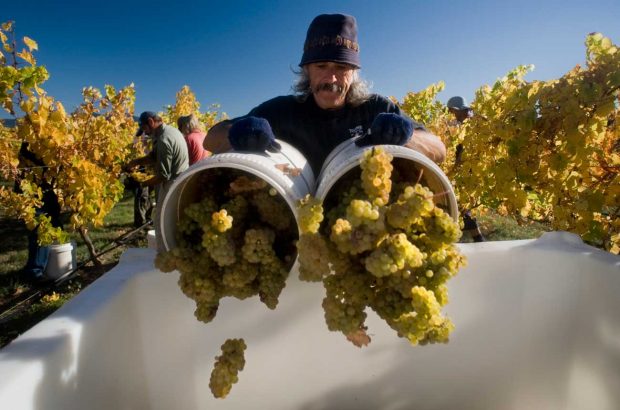 New-Zealand-Aromatic-Whites-Greywacke-Riesling-Harvest-2010