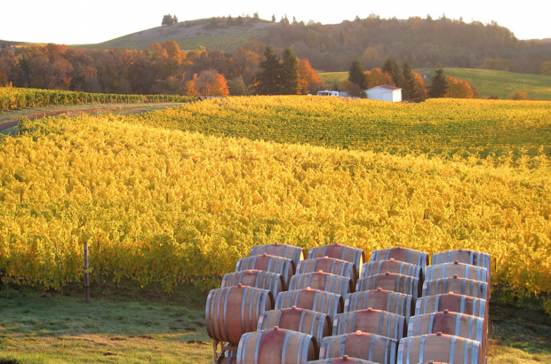 2021 Willamette Valley Chardonnay