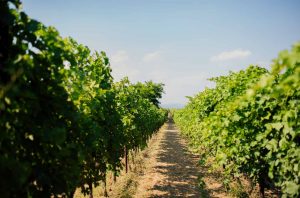 Cecilia Berretta vigneto