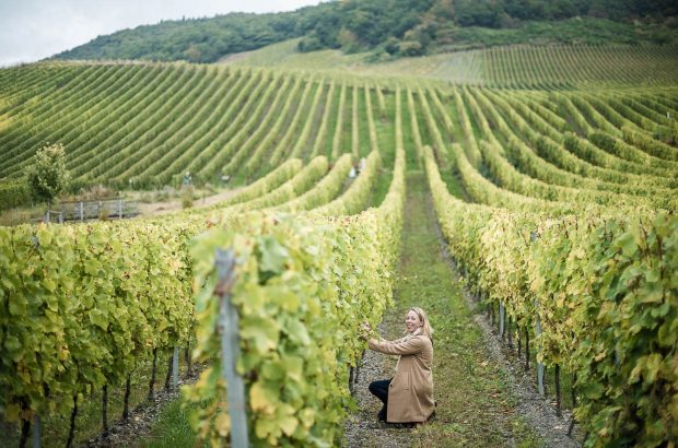 A member of The Vines in the vineyards of the Mosel Valley.
