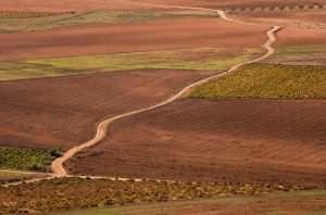 Vineyards in Castilla-La Mancha, Spain