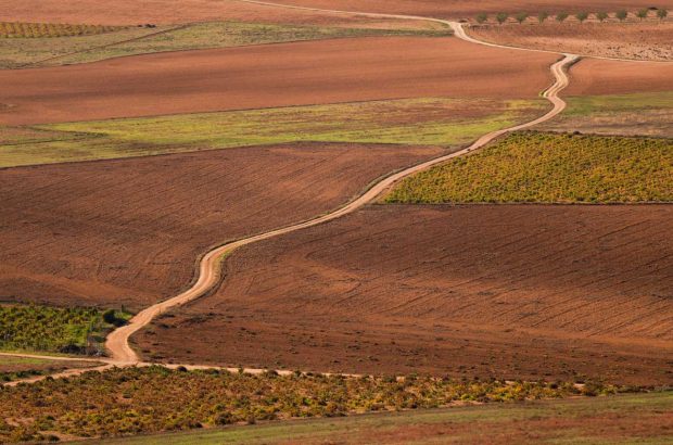 Vineyards in Castilla-La Mancha, Spain
