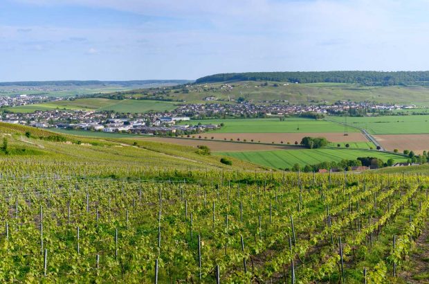 Vineyard scene in the Marne Valley.