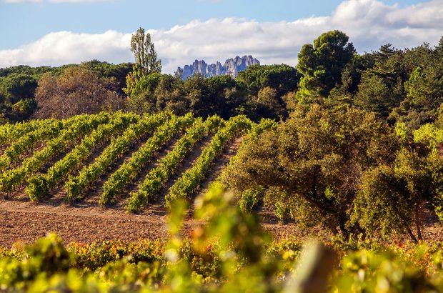 Rioja vineyards