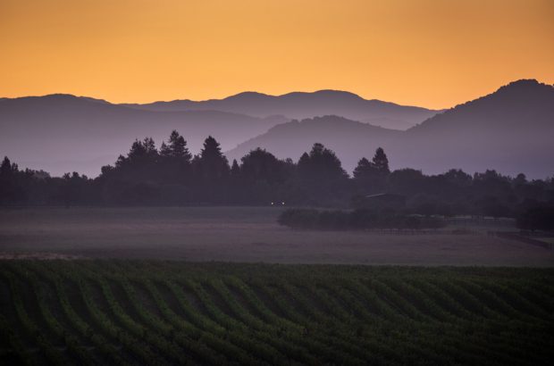 Californian wine investment