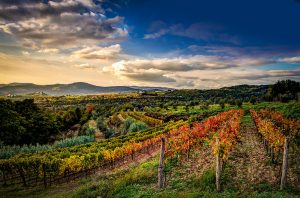 Istria vineyards and landscape