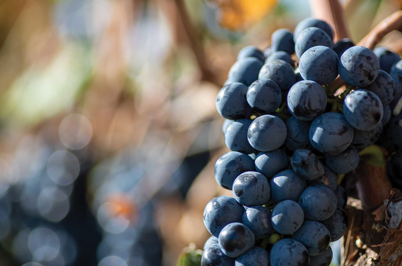 Croatia wine guide Istria and its key grape varieties Decanter