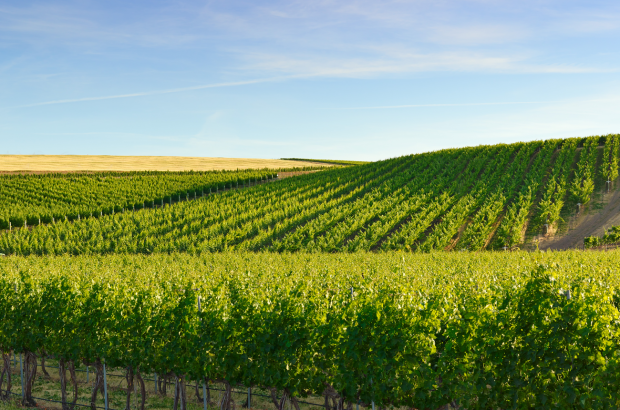 Abeja's Heather Hill estate vineyard.