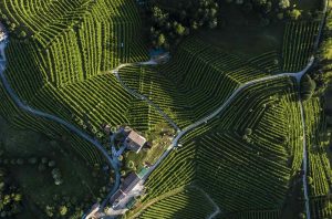 Asolo Prosecco Estate vineyards
