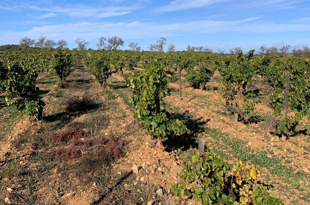 Corbières & Minervois latest releases