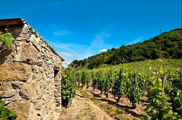 Crozes-Hermitage 2022