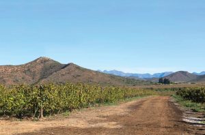 Cap Classique sparkling wines