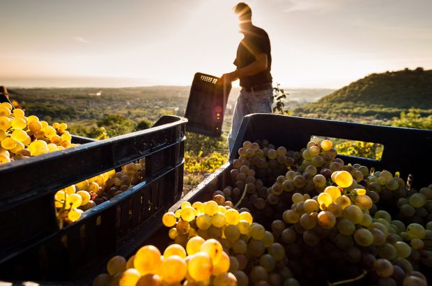 White grape harvest in Etna, a region that may gain DOCG status.