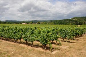 Malbec vines in Cahors