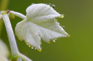 Raindrops on vine leaves