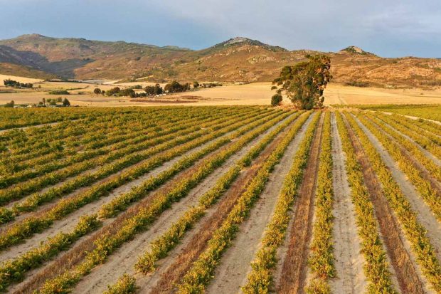 South Africa Cinsault