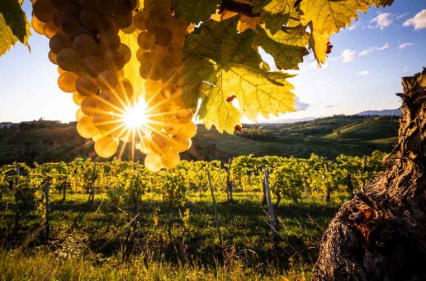 Marjan Simcic Domaine winery, Slovenia