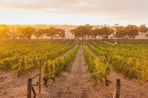 Eden Valley Riesling 2023 - vintage report