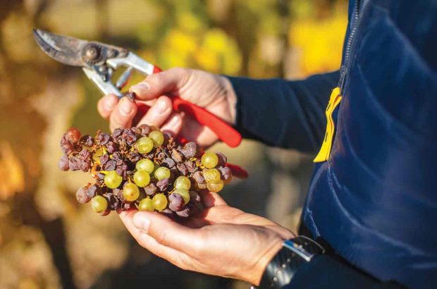 Aszu grapes in Tokaj, Hungary