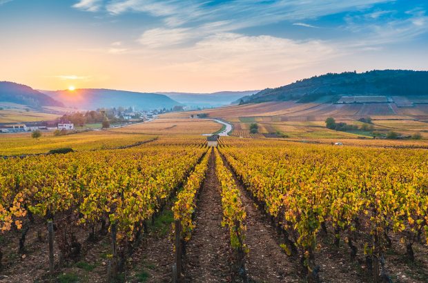 Burgundy vineyards, Côte de Beaune