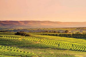 Australian wines Matthew Jukes