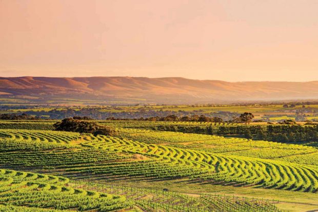 Australian wines Matthew Jukes