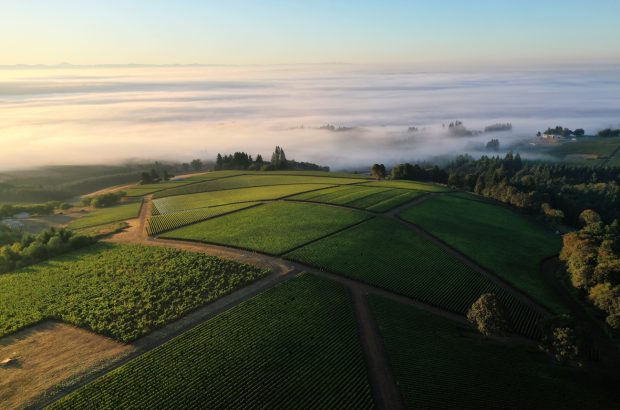images of vineyards in Oregon