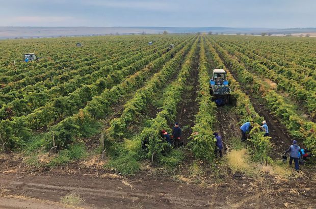 Harvest in the Bolgrad Winery vineyards in Bessarabia, Odesa