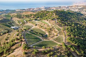 Xarel·lo Penedès