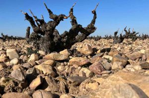Vine growing in arid conditions in Spain's DO Toro region in Castilla y León